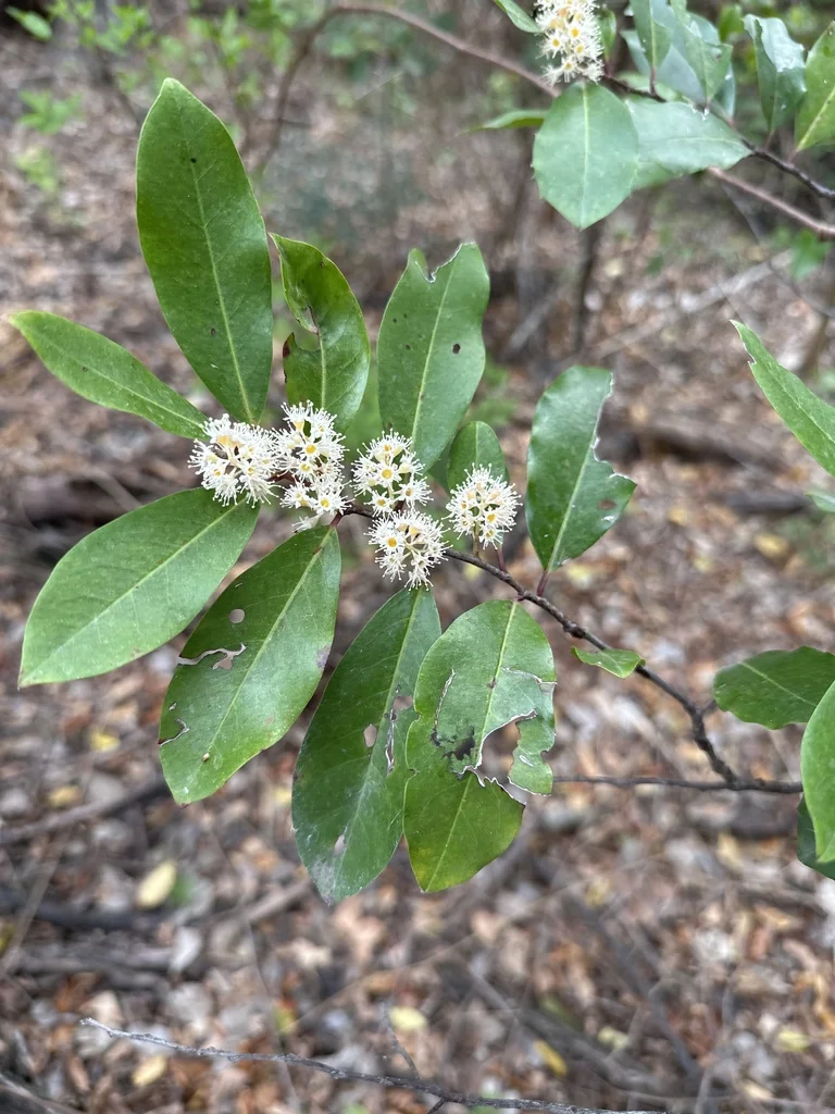 Prunus Caroliniana