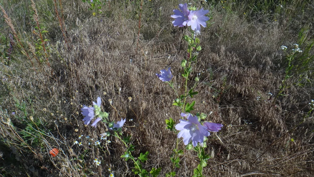 Lavatera Thuringiaca