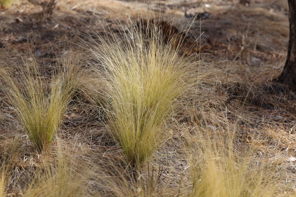 Nassella Tenuissima