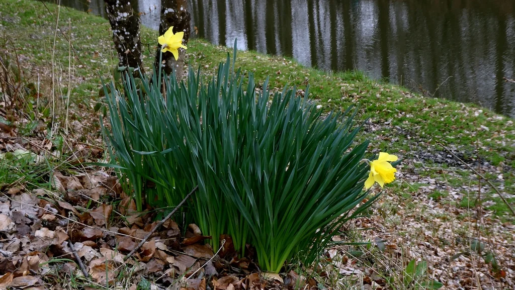 Narcissus Pseudonarcissus