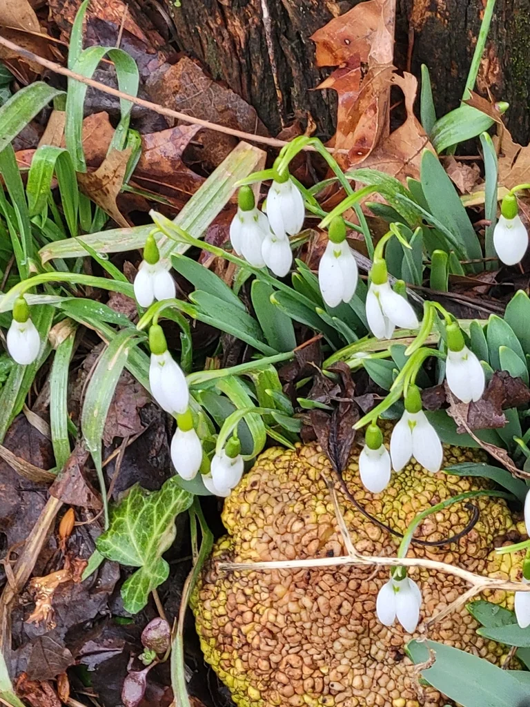 Galanthus Elwesii