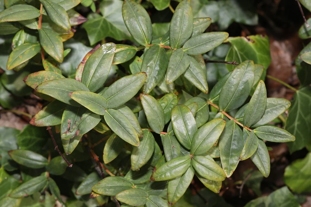 Hypericum Calycinum