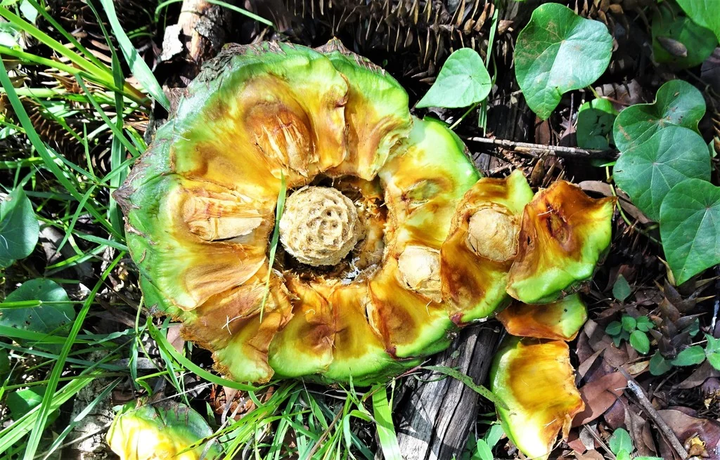 Araucaria Bidwillii