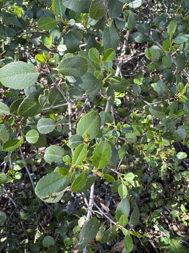 Rhamnus Ilicifolia