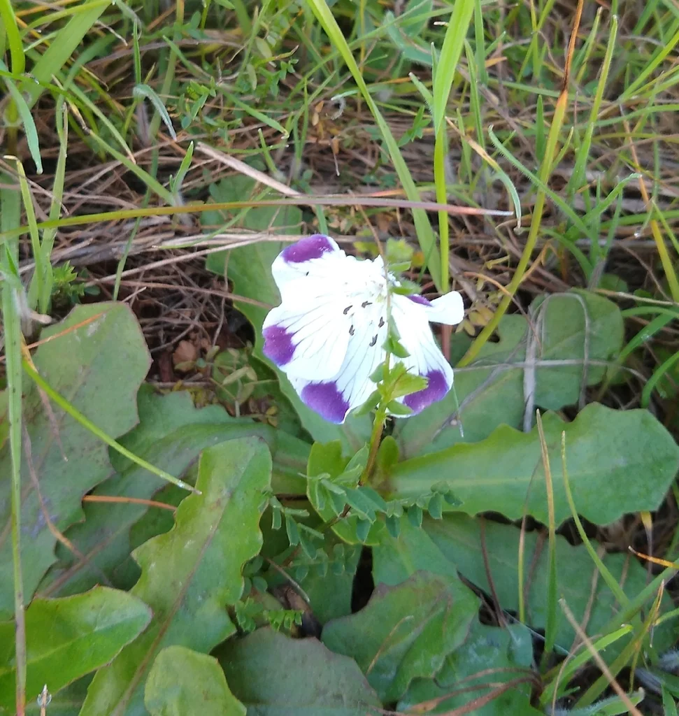 Nemophila Maculata