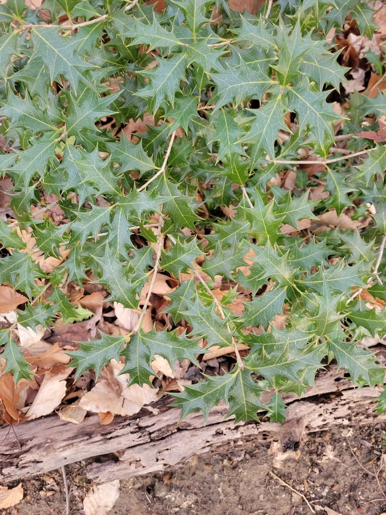 Osmanthus Heterophyllus