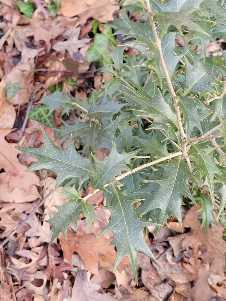 Osmanthus Heterophyllus