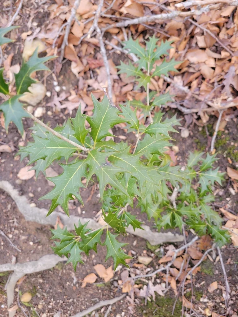 Osmanthus Heterophyllus
