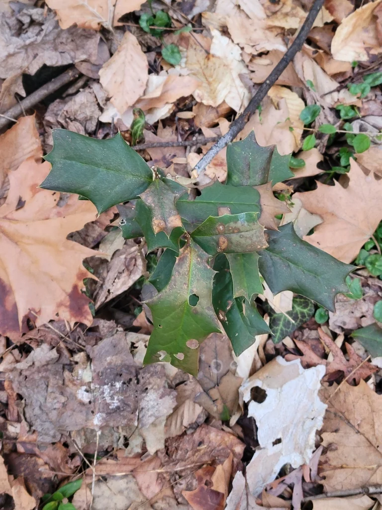 Ilex Cornuta