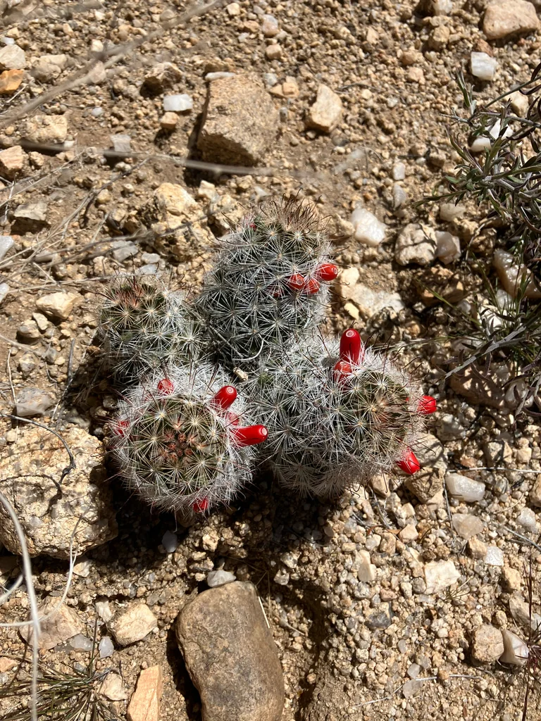 Mammillaria Tetrancistra