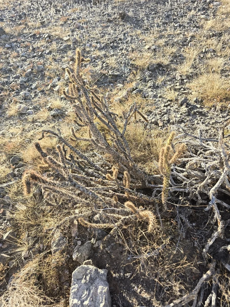 Cylindropuntia Acanthocarpa