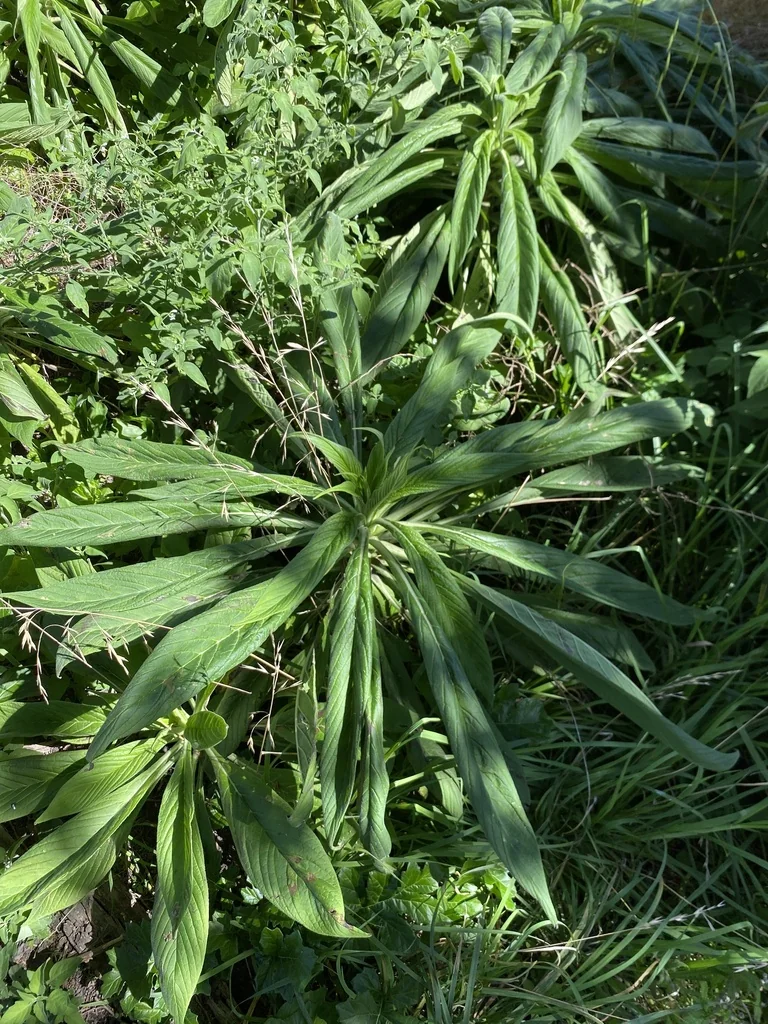 Echium Pininana