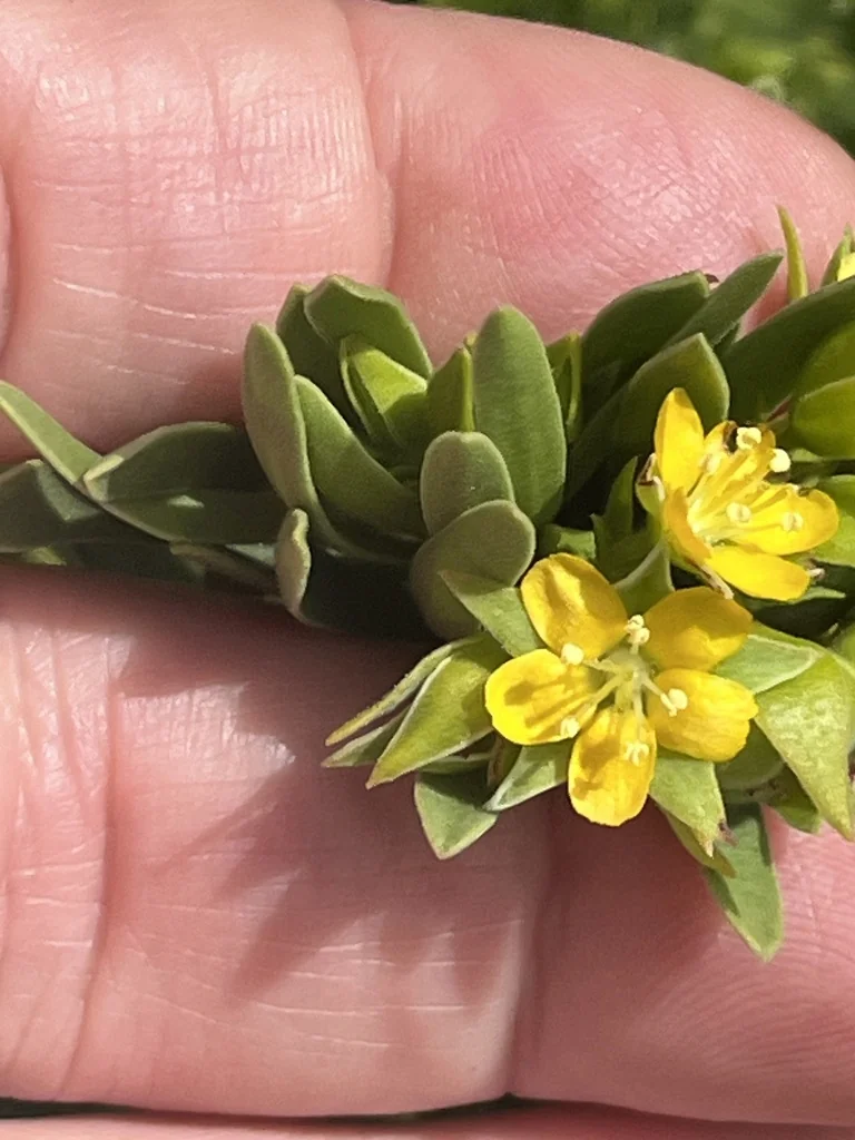 Suriana Maritima