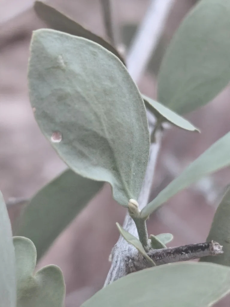 Simmondsia Chinensis