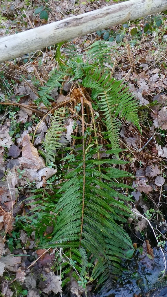 Dryopteris Affinis