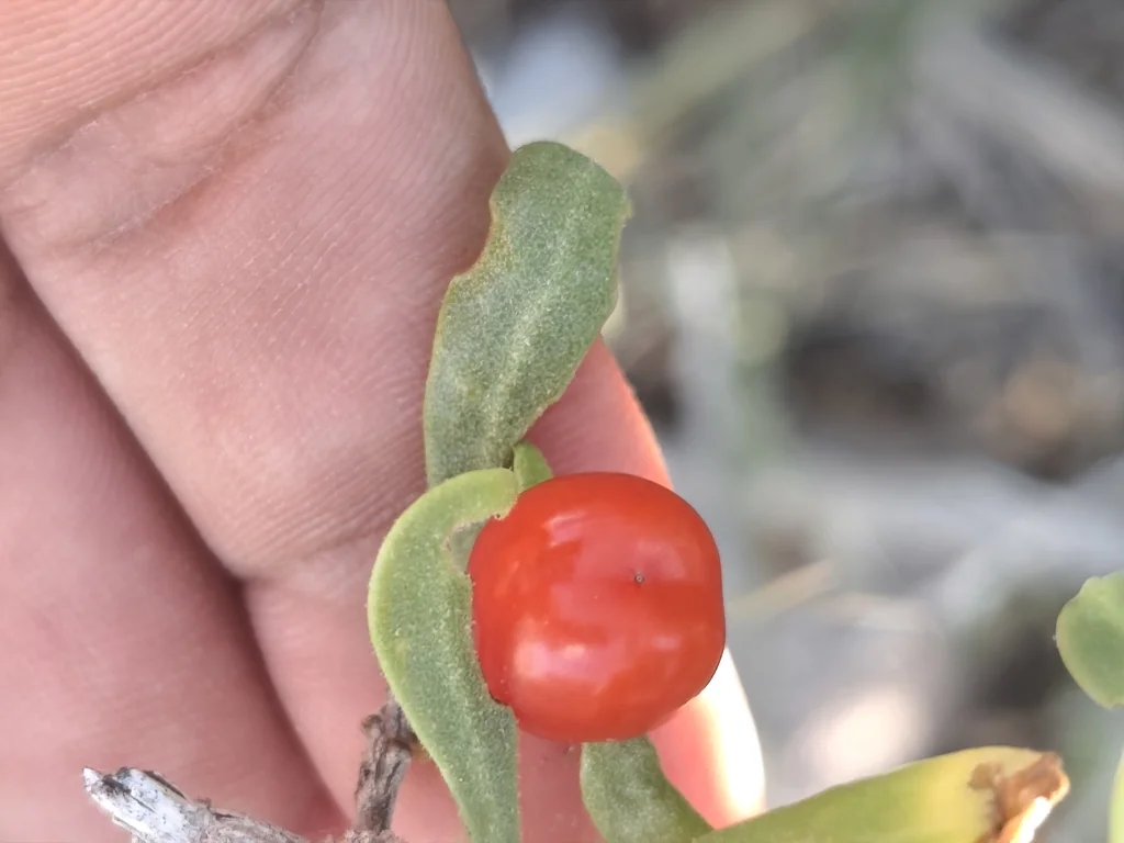 Lycium Brevipes