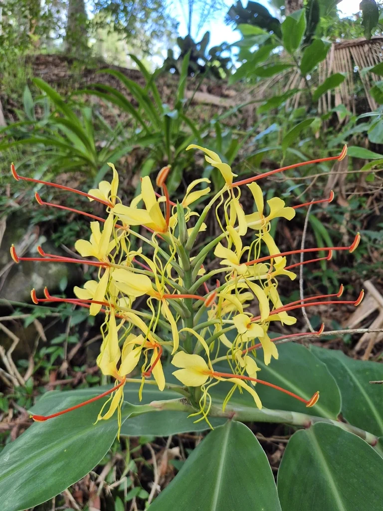 Hedychium Gardnerianum