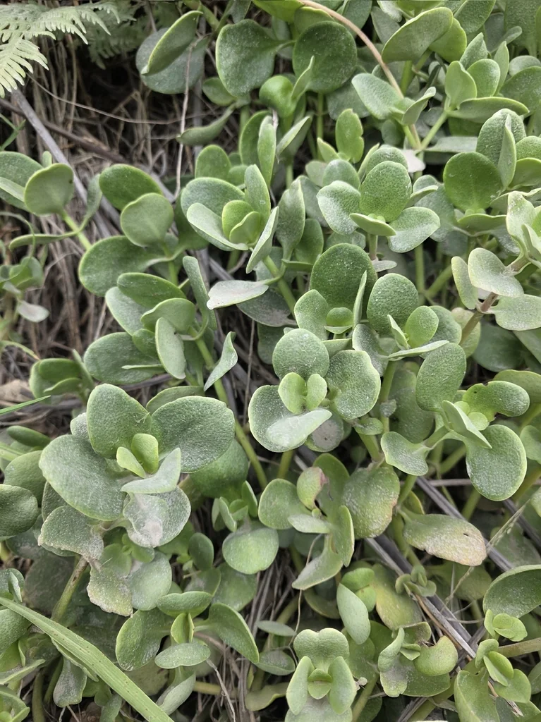 Crassula Multicava