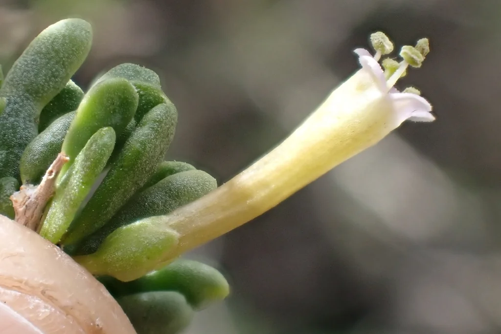 Lycium Andersonii