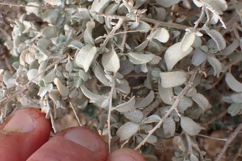 Atriplex Polycarpa