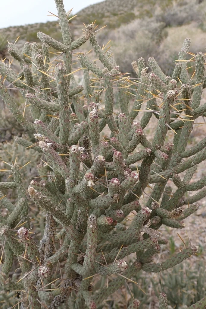 Cylindropuntia Ramosissima