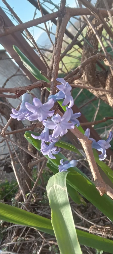 Hyacinthus Orientalis