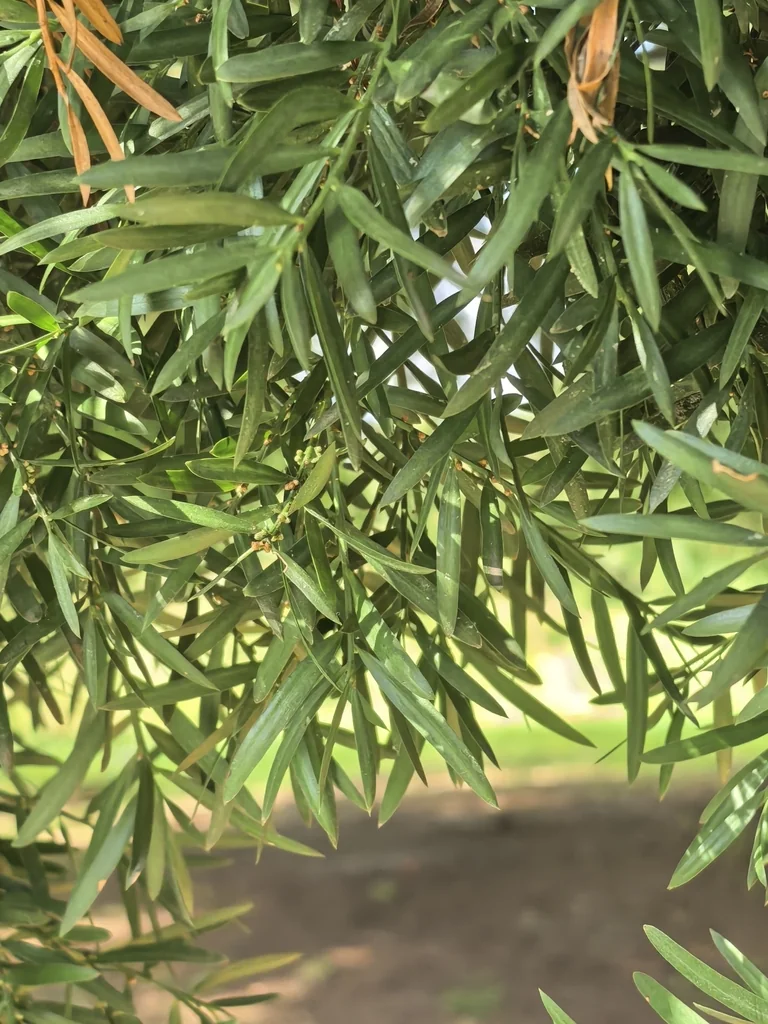 Afrocarpus Falcatus