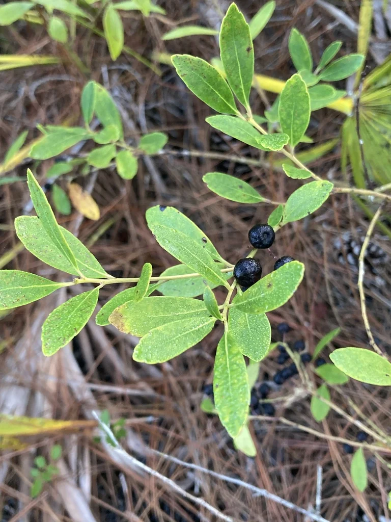 Ilex glabra