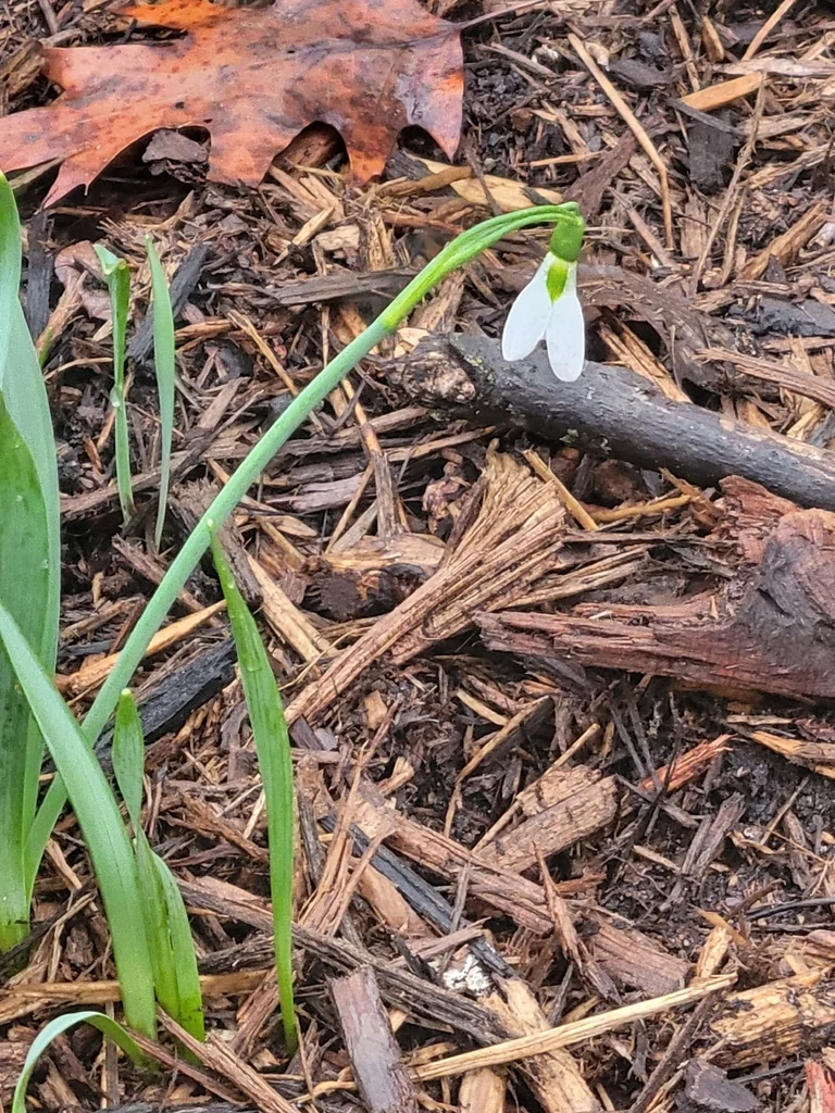 Galanthus Elwesii