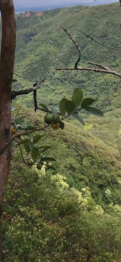 Psidium Cattleianum