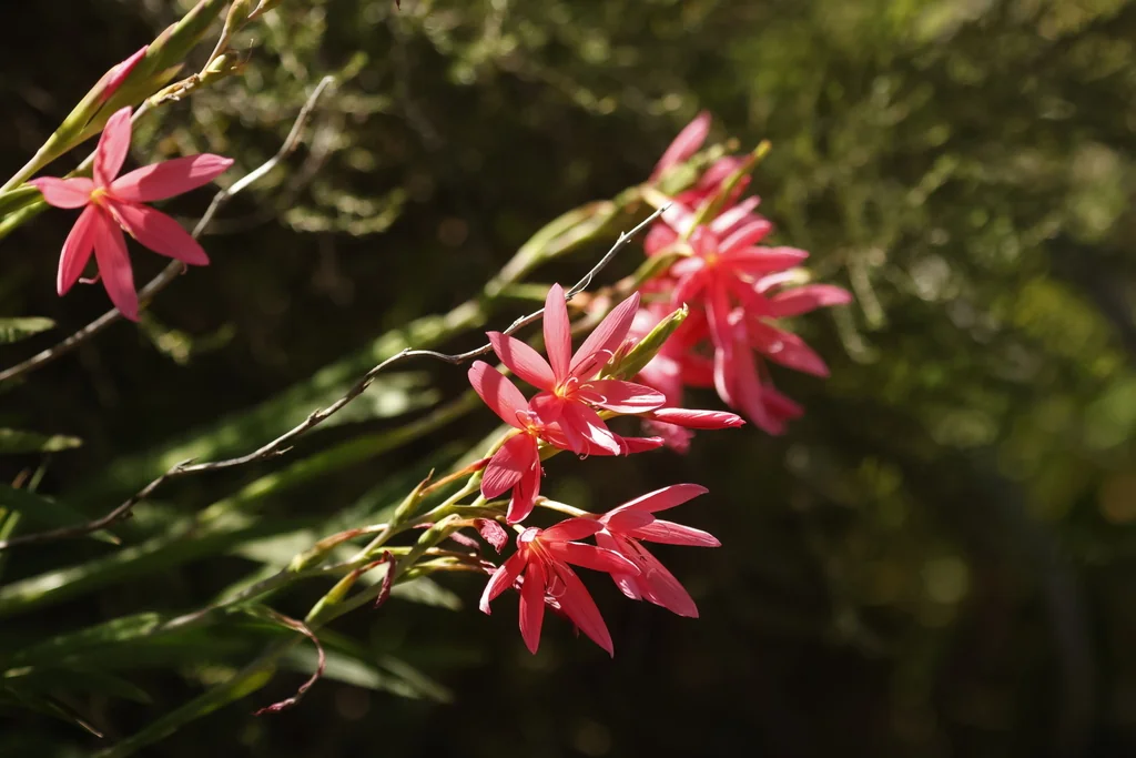 Schizostylis Coccinea