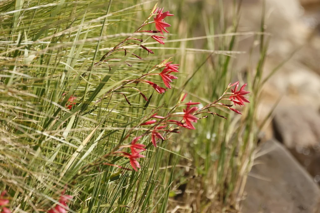 Schizostylis Coccinea