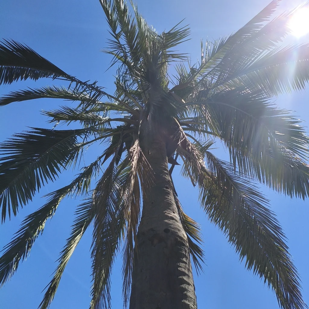 Jubaea Chilensis