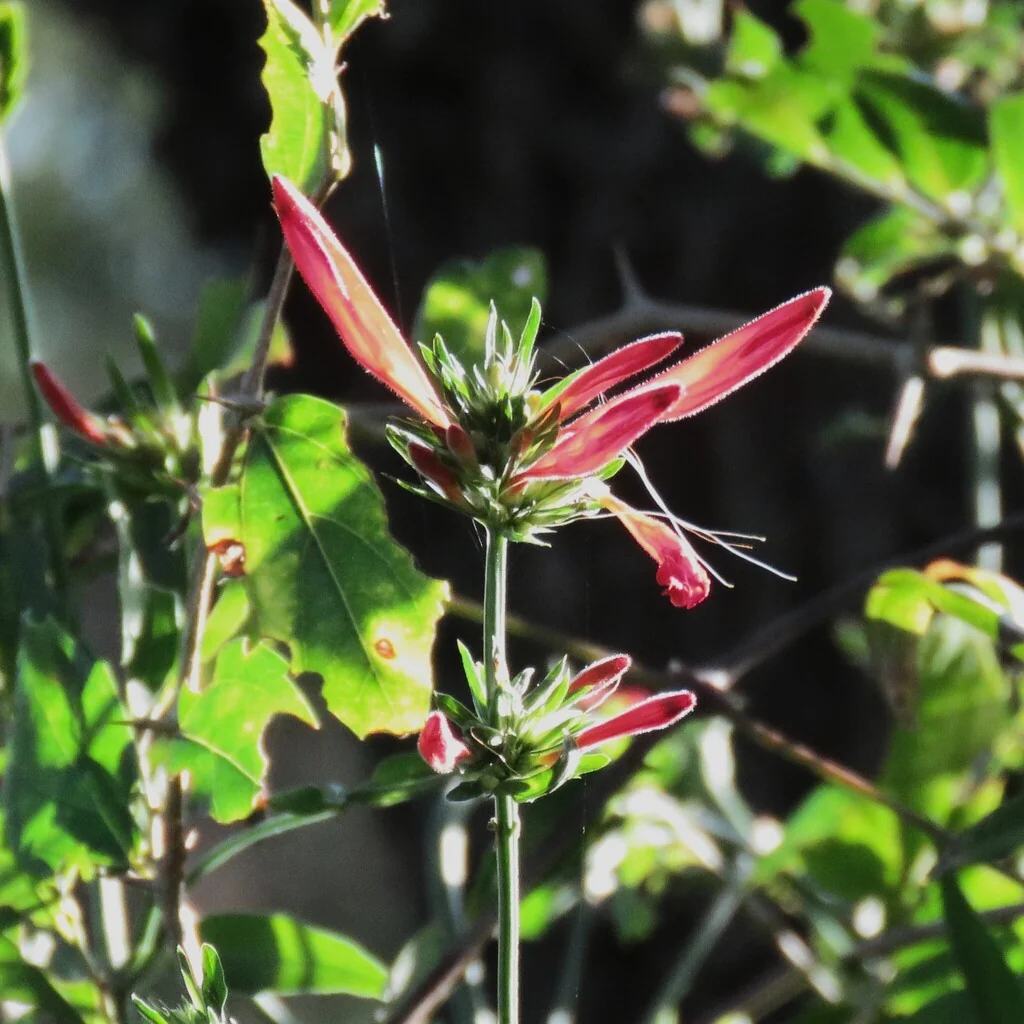 Dicliptera Suberecta