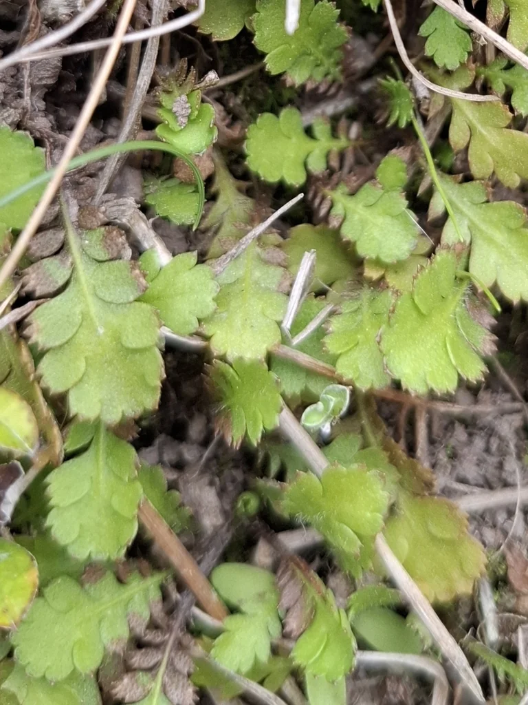 Leptinella Squalida