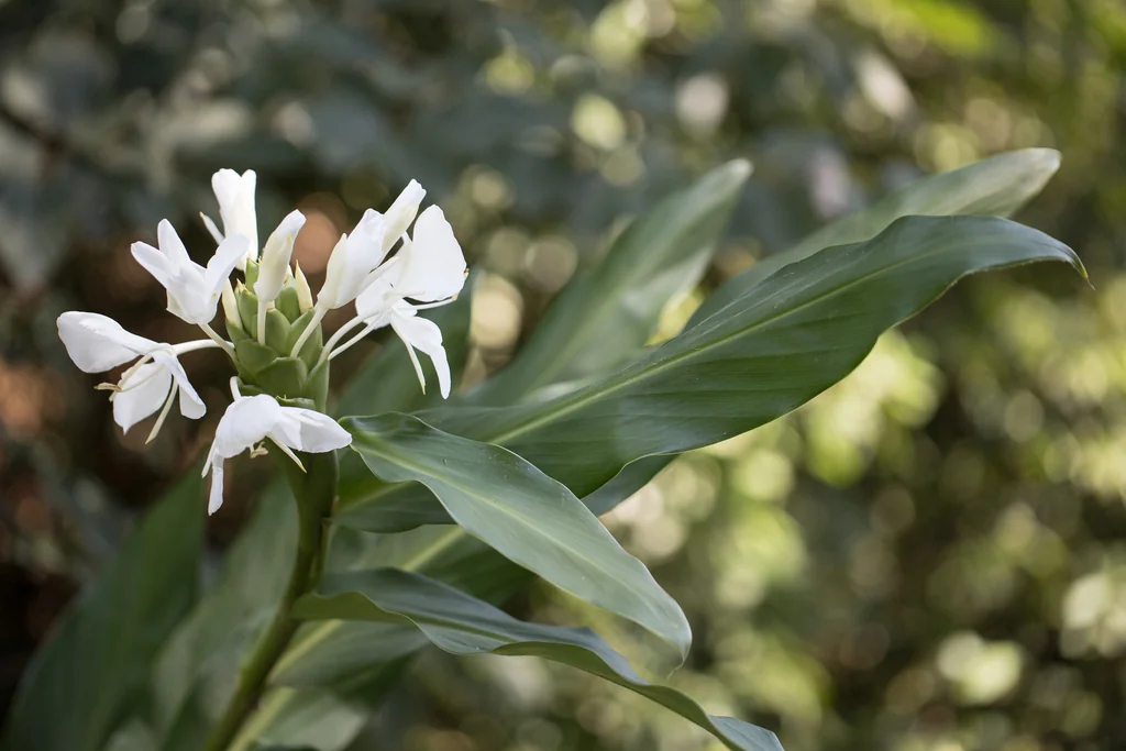 Hedychium Coronarium