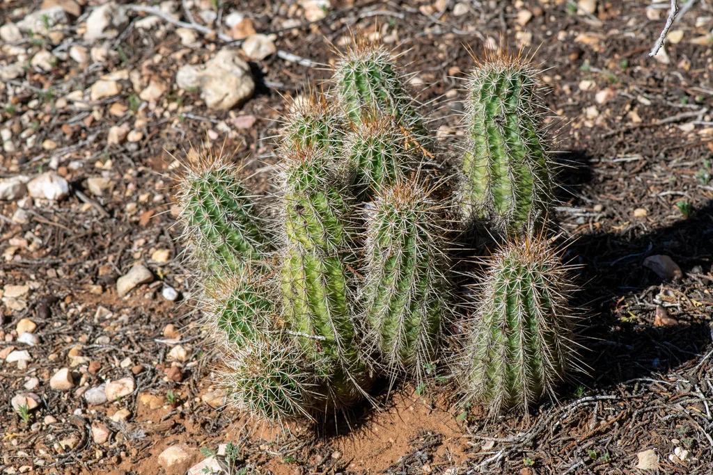 Echinocereus Fasciculatus