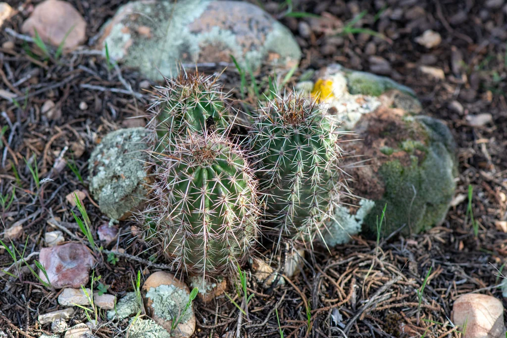 Echinocereus Fasciculatus
