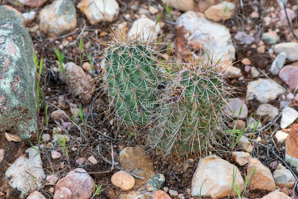 Echinocereus Fasciculatus