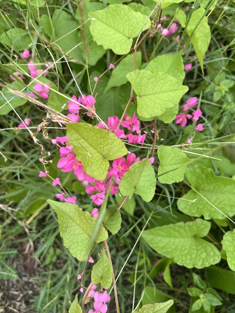 Antigonon Leptopus