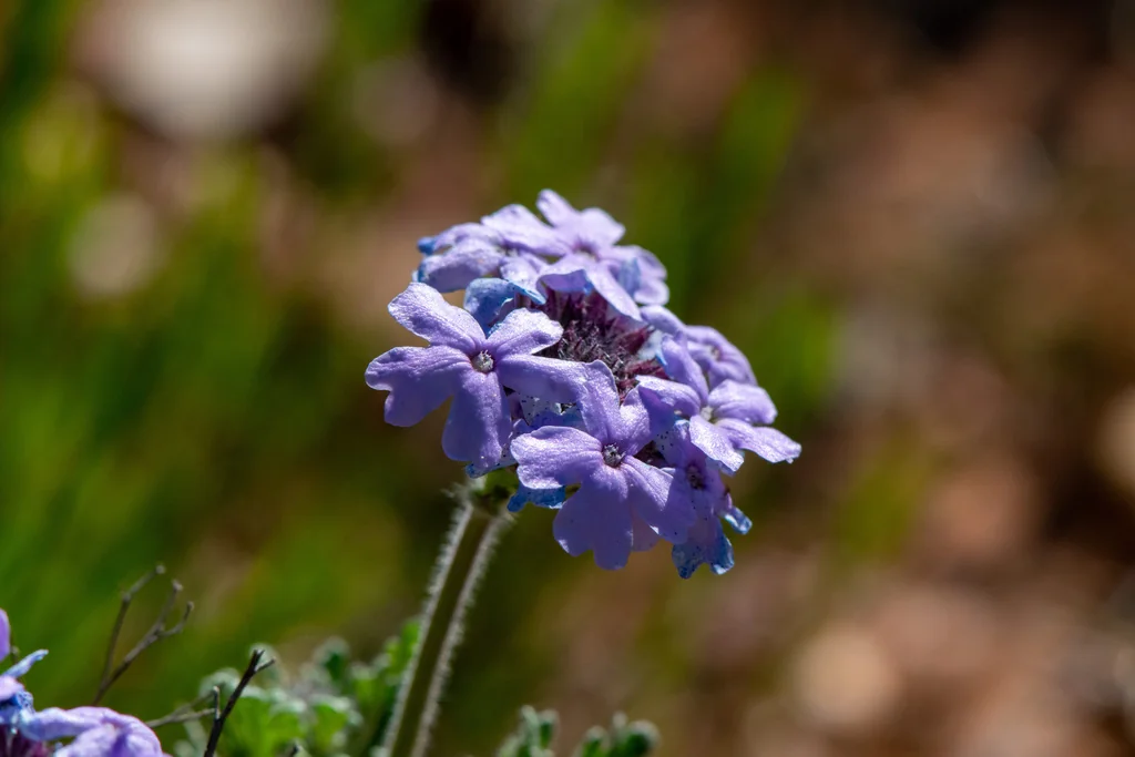 Verbena Gooddingii