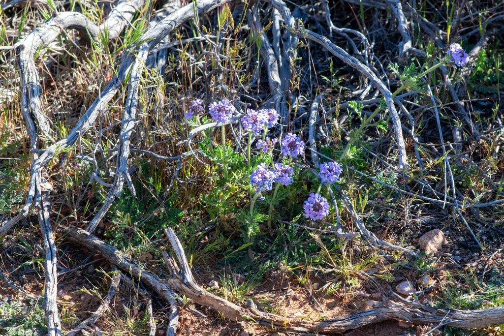 Verbena Gooddingii