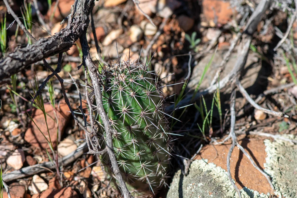 Echinocereus Fasciculatus