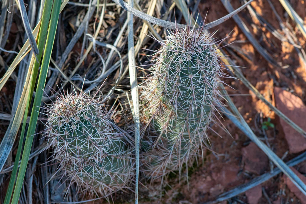 Echinocereus Fasciculatus