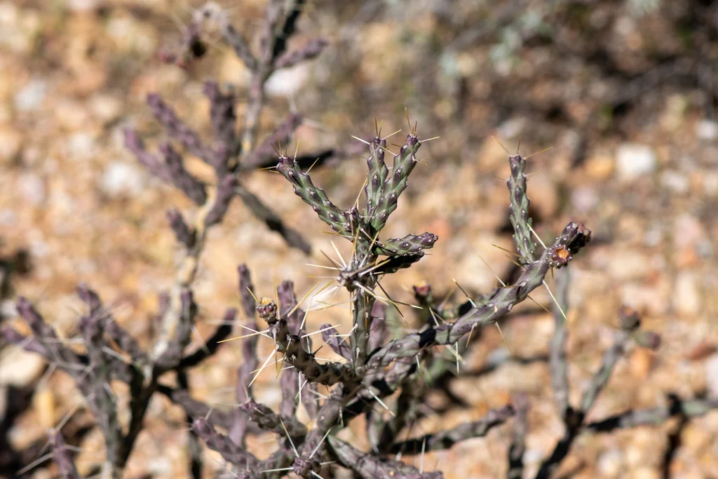 Cylindropuntia Arbuscula