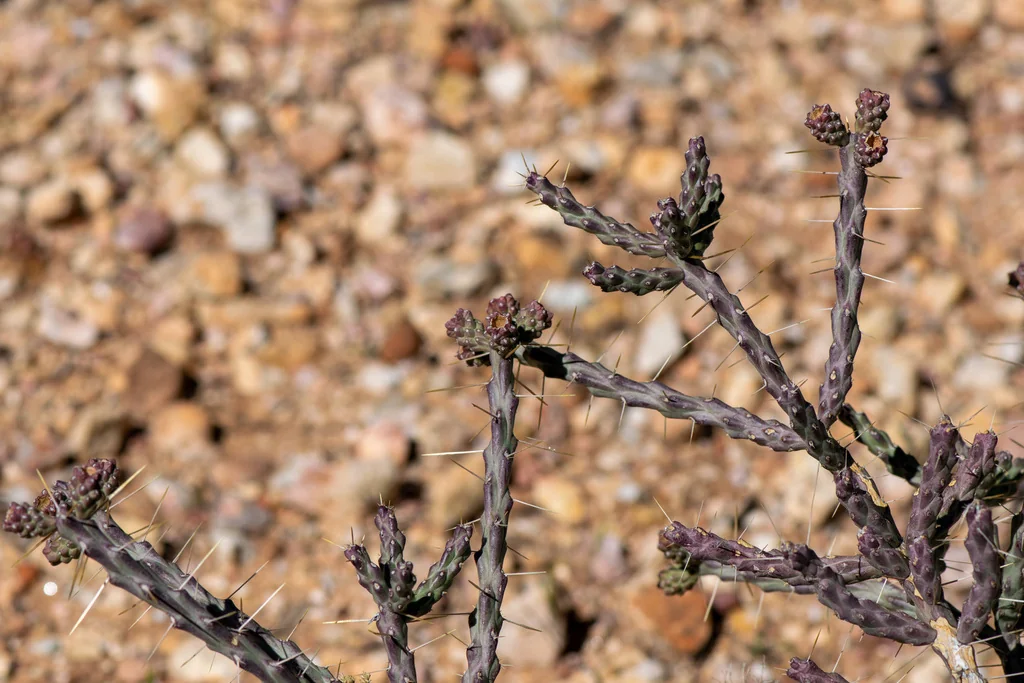 Cylindropuntia Arbuscula