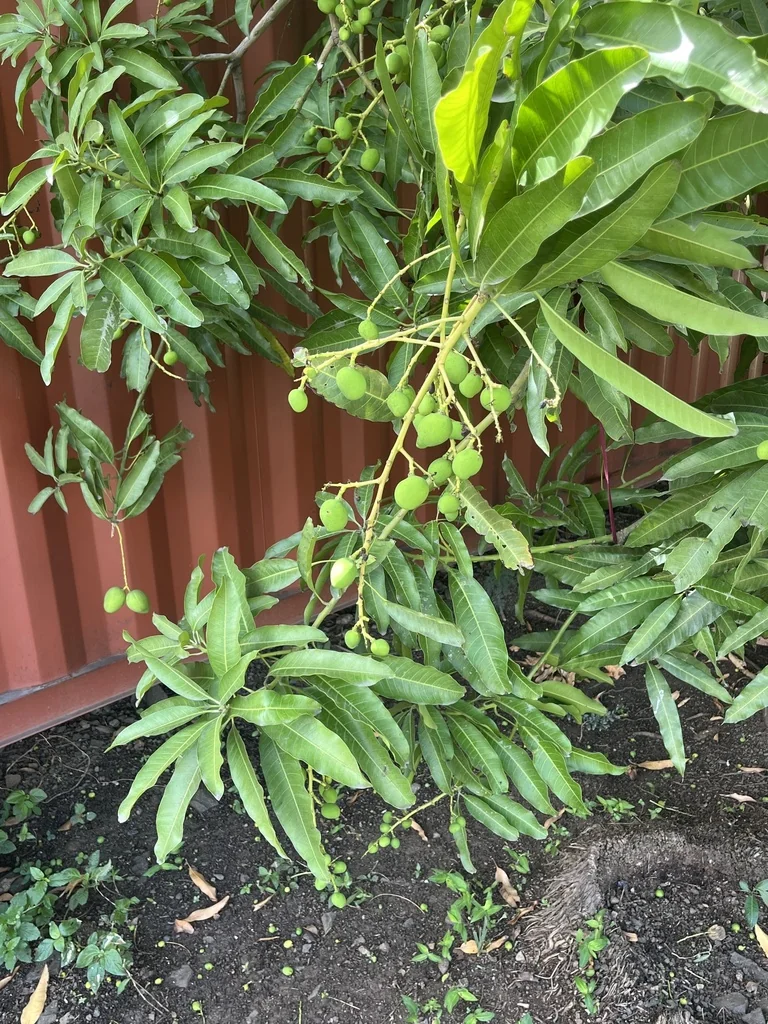 Mangifera indica