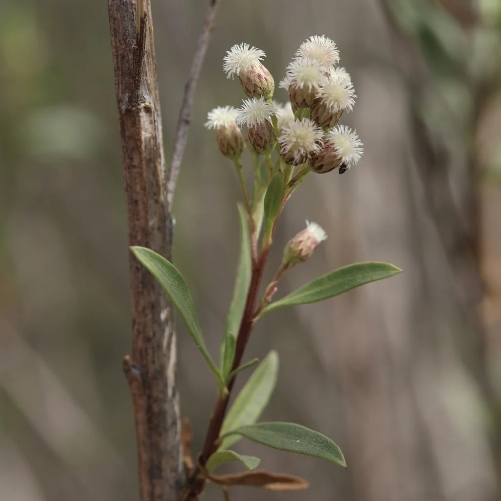 Baccharis Salicifolia
