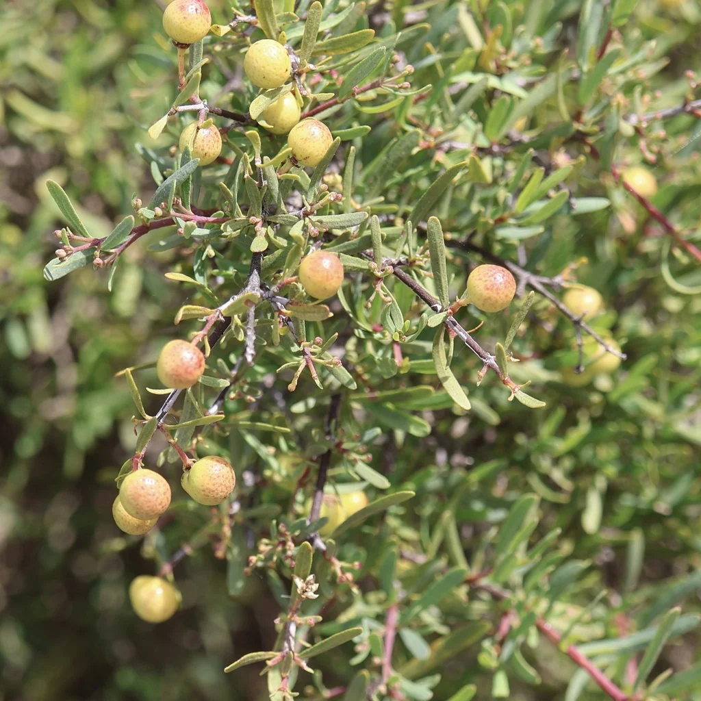 Cneoridium Dumosum