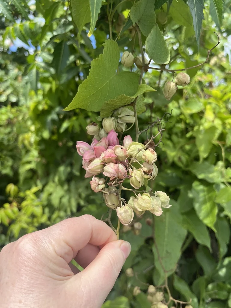 Antigonon Leptopus